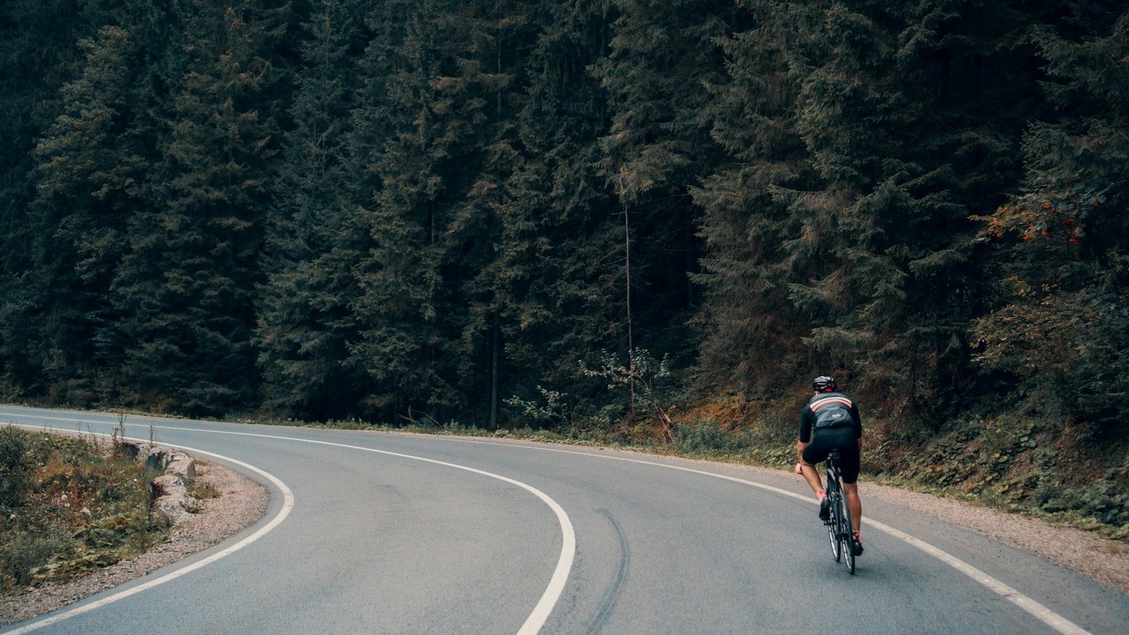 A lone cyclist riding along a curving forest road lined with pine trees