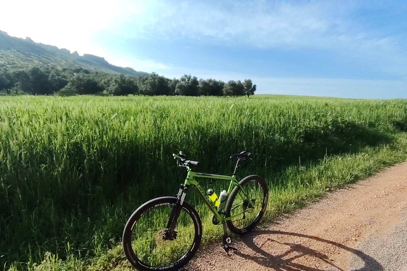 A green hardtail mountain bike resting beside a field of green wheat under a bright sky