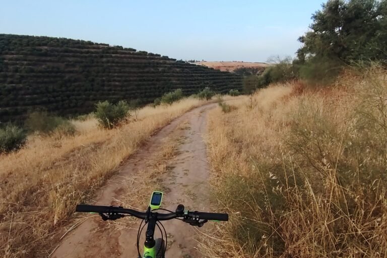 A rider’s view over handlebars on a dirt trail running past olive groves