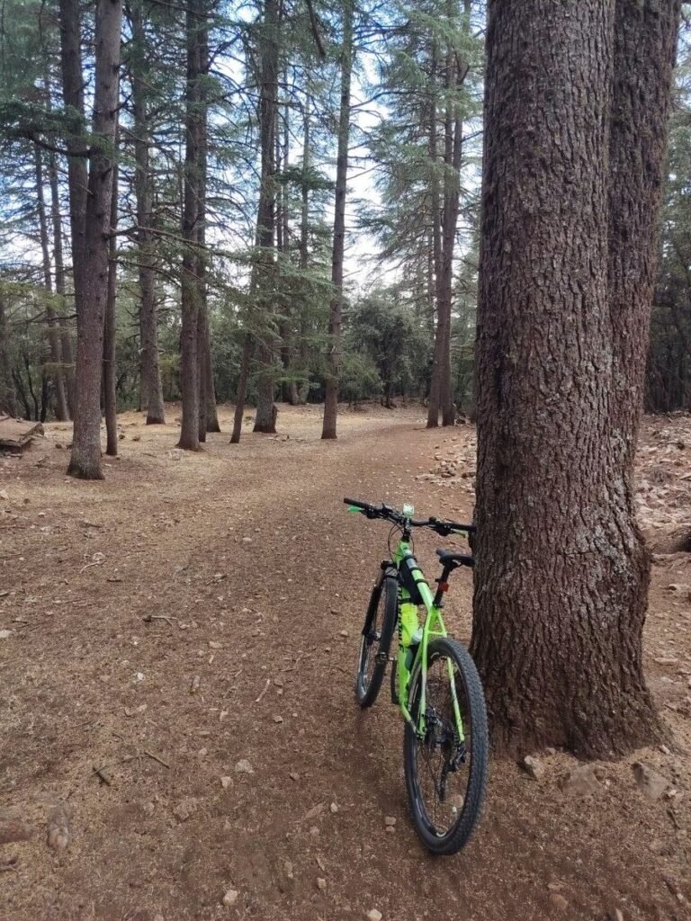 A green hardtail mountain bike leaning against the trunk of a large cedar in the forest between Azrou and Ifrane