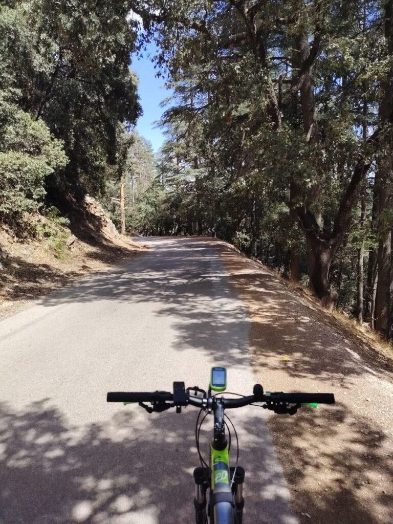 A rider's view over mountain bike handlebars of a quiet road climbing through cedar forest towards Ifrane