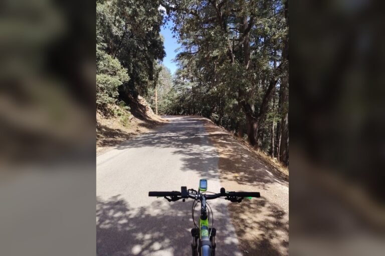 A rider's view over mountain bike handlebars of a quiet road climbing through cedar forest towards Ifrane