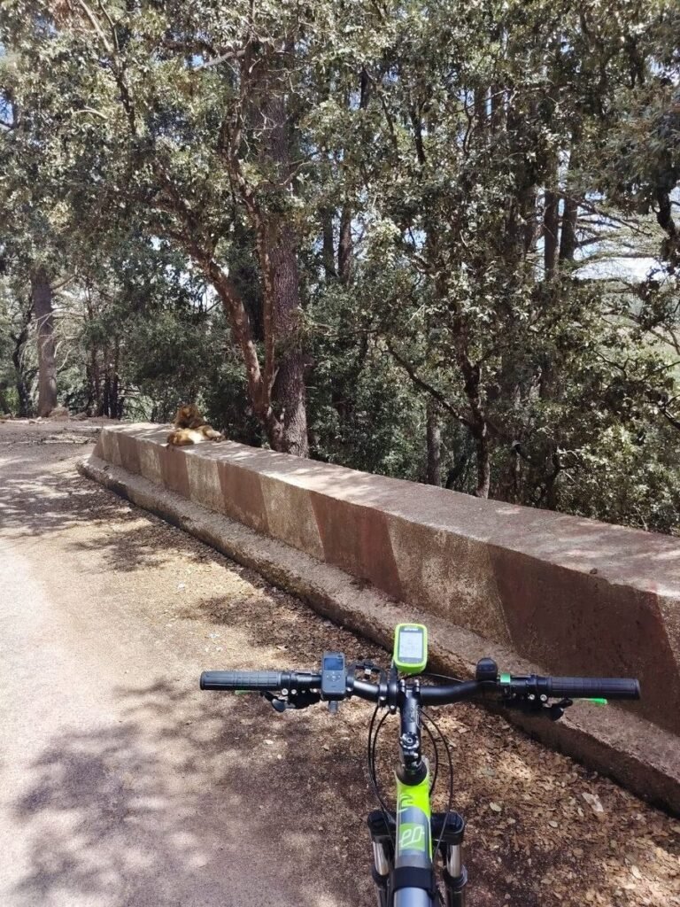 A Barbary macaque resting on a low roadside wall in the cedar forest near Azrou, seen over the handlebars of a mountain bike